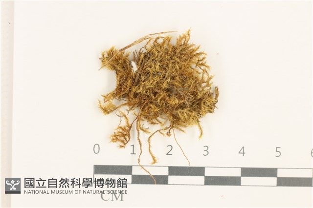 長肋細濕蘚藏品圖，第1張