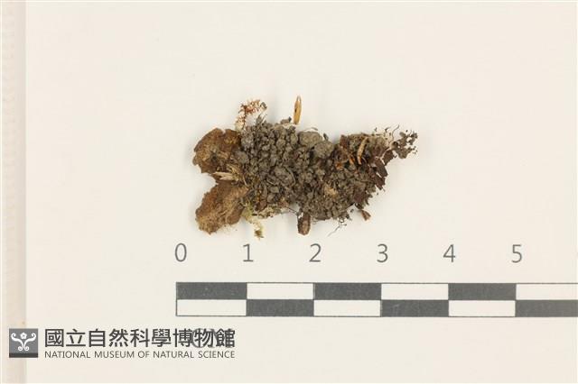 蛇苔藏品圖，第1張