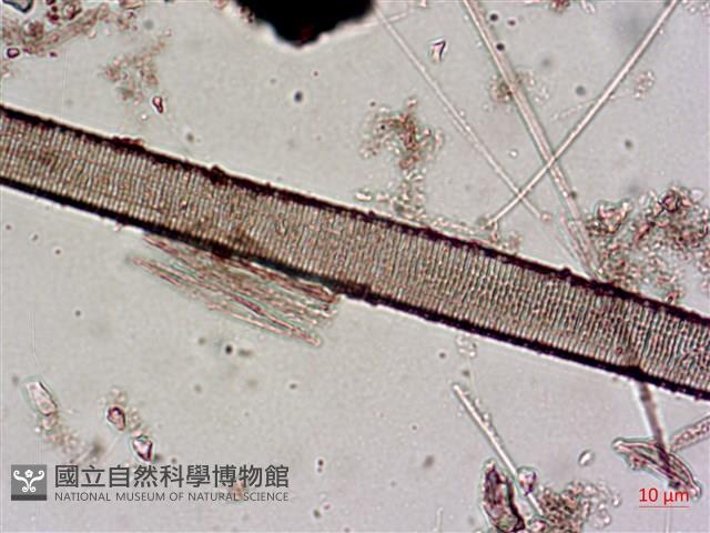 登錄號:A00004643藏品圖，第4張