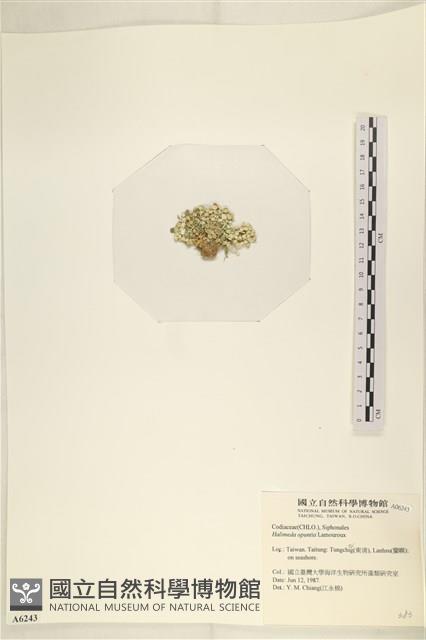 仙掌藻, 海仙人掌藏品圖，第3張