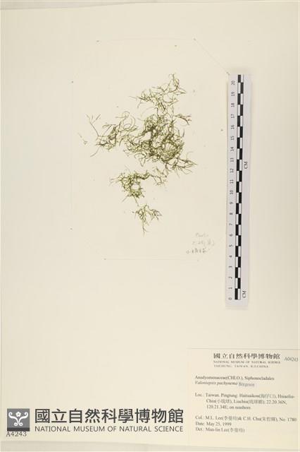 指枝藻藏品圖，第1張