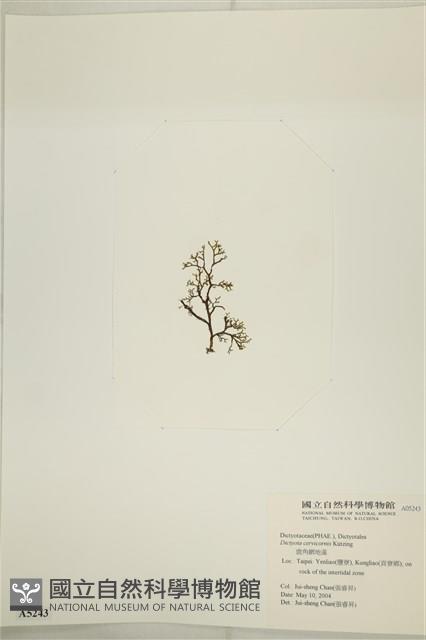 鹿角網地藻藏品圖，第3張