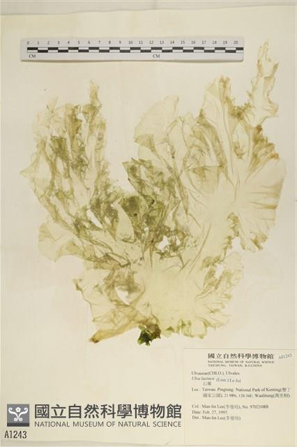 大石蓴, 石蓴藏品圖，第1張