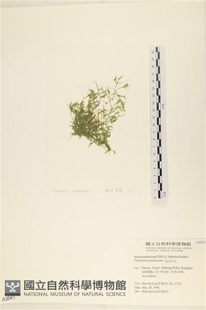 指枝藻藏品圖，第1張