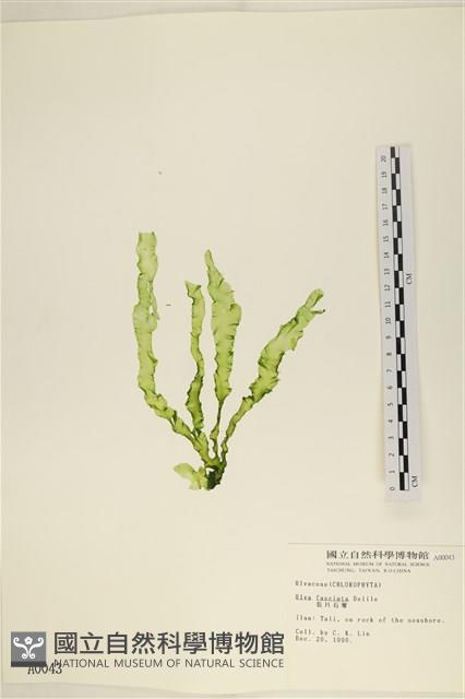 長片石蓴, 裂片石蓴藏品圖，第1張