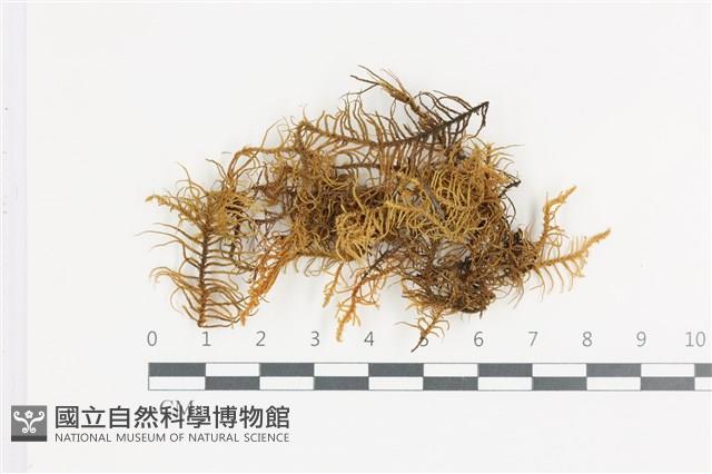山羽蘚藏品圖，第1張