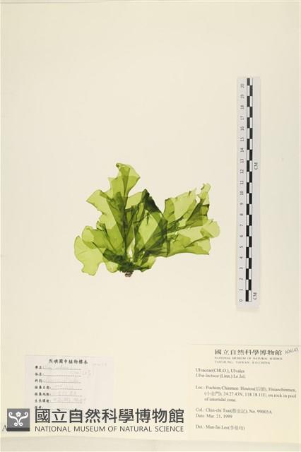 大石蓴, 石蓴藏品圖，第3張