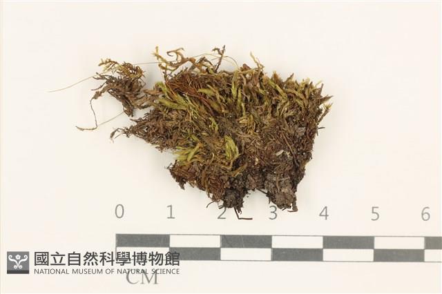 登錄號:B00015143藏品圖，第1張