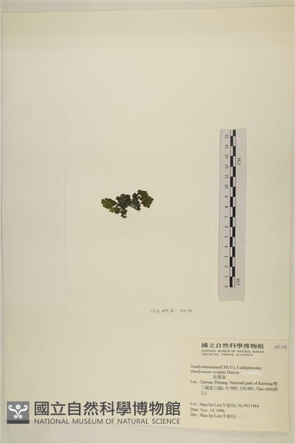 浮網藻, 肋葉藻藏品圖，第3張