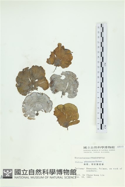 樹狀團扇藻藏品圖，第1張