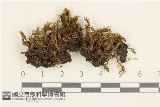 登錄號:B00004543藏品圖，第1張