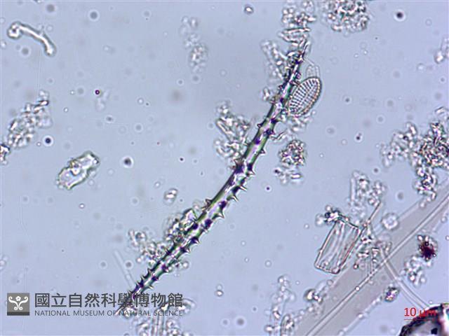 登錄號:A00004543藏品圖，第3張