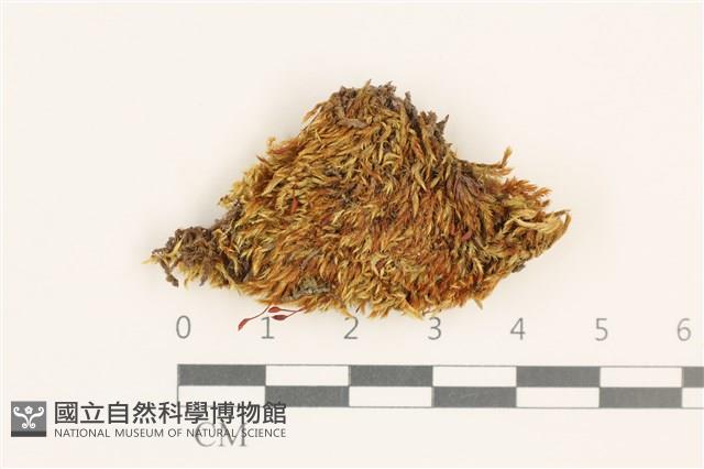 登錄號:B00015543藏品圖，第1張
