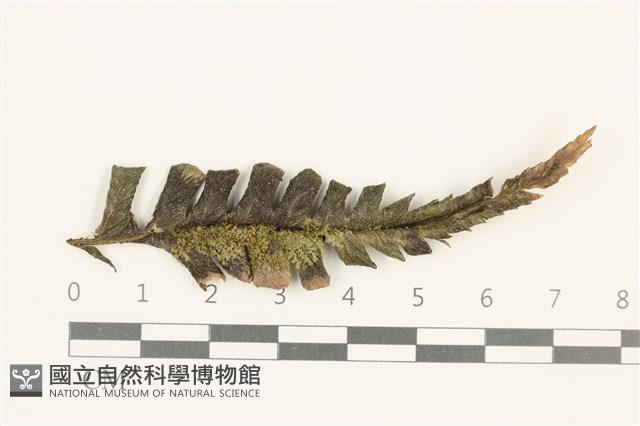 登錄號:B00005543藏品圖，第1張