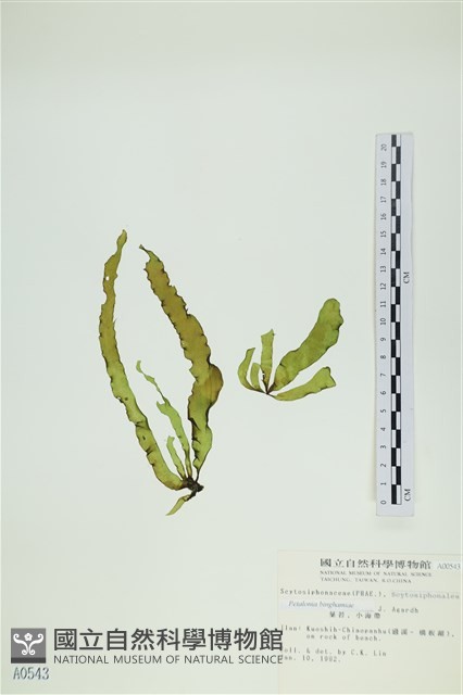 葉苔, 小海帶藏品圖，第1張