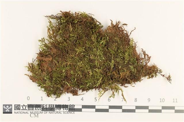 羽枝青蘚藏品圖，第1張