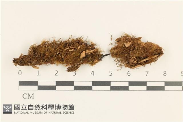 登錄號:B00019443藏品圖，第1張