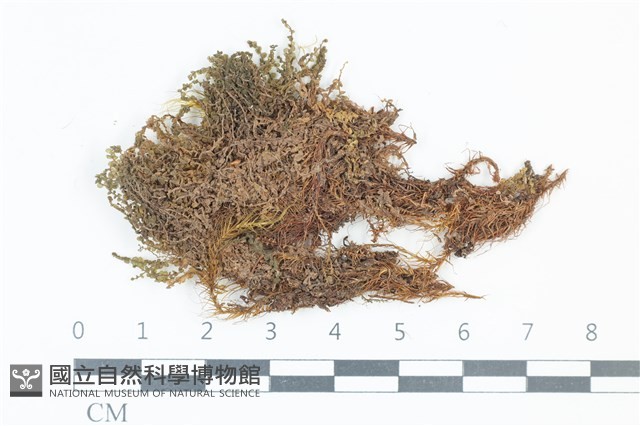 登錄號:B00006443藏品圖，第1張