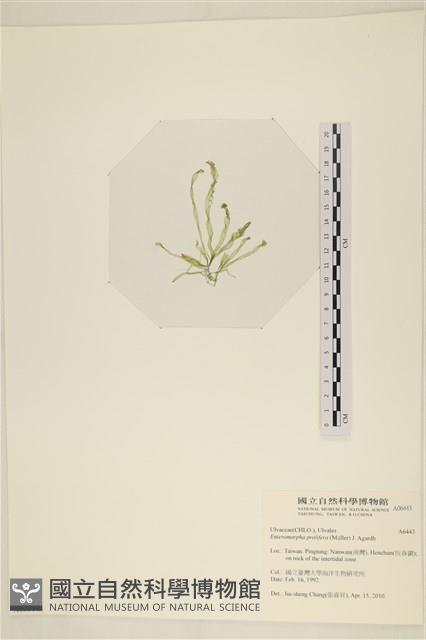 筋條石髮藏品圖，第3張