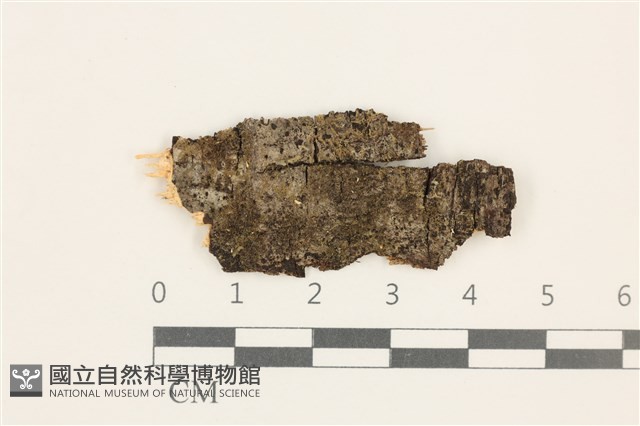 白邊疣鱗苔藏品圖，第1張