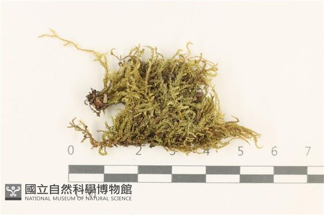 短尖燕尾蘚藏品圖，第1張