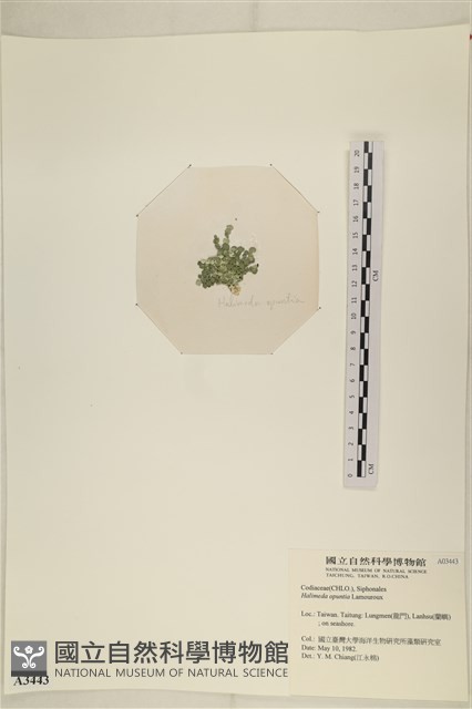 仙掌藻, 海仙人掌藏品圖，第3張