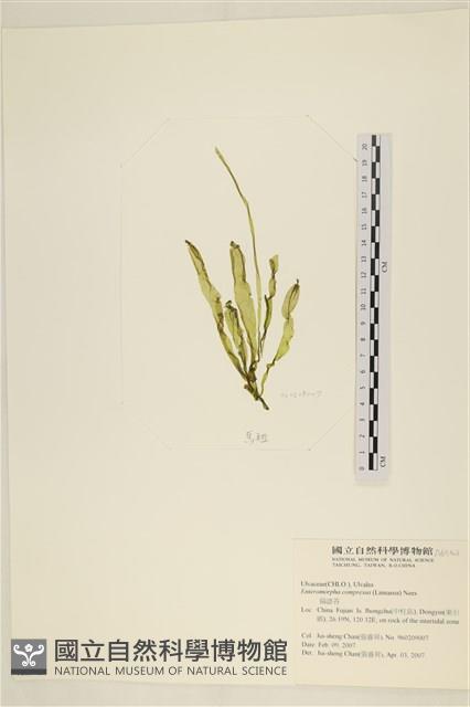 扁石髮藏品圖，第3張