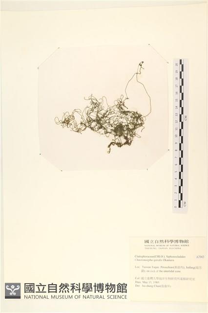 線形硬毛藻, 卷絲綠苔藏品圖，第1張