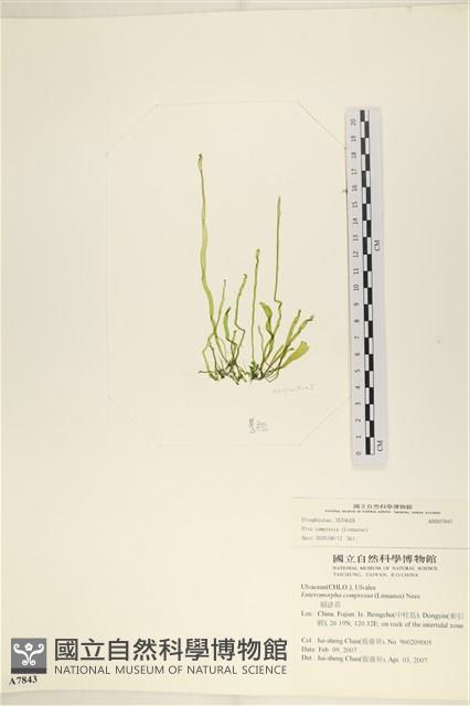 登錄號:A00007843藏品圖，第1張