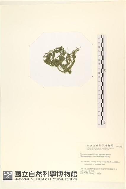 粗硬毛藻, 綠苔藏品圖，第3張