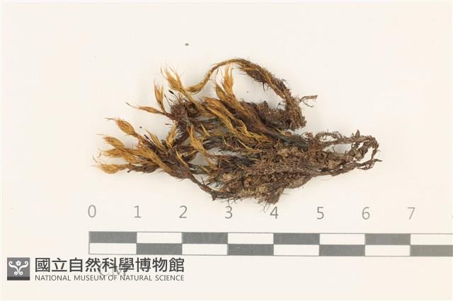 登錄號:B00009343藏品圖，第1張