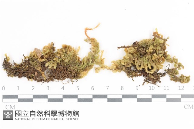 毛扭蘚藏品圖，第1張