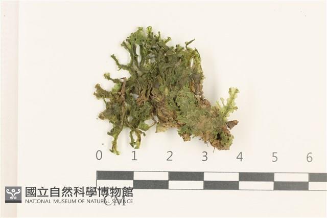 壺苞苔藏品圖，第1張