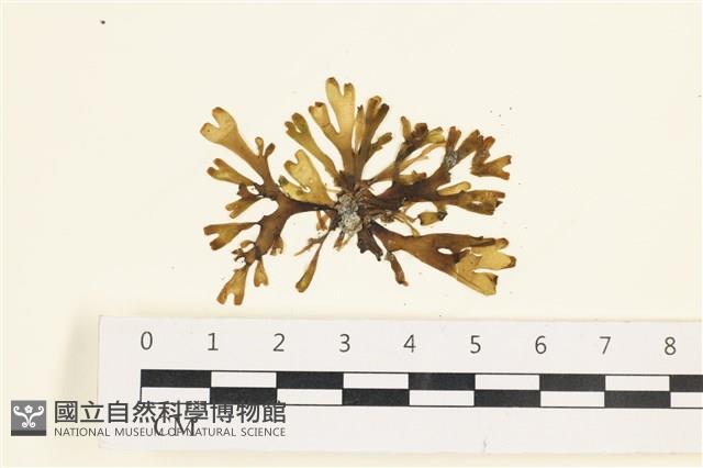 厚緣藻藏品圖，第1張