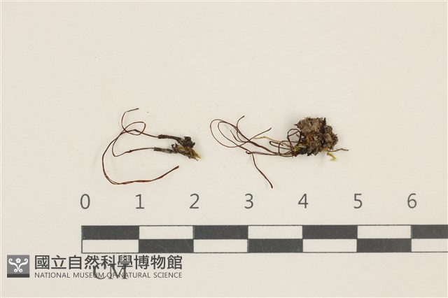 登錄號:B00002663藏品圖，第1張