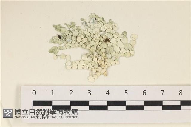 仙掌藻, 海仙人掌藏品圖，第1張