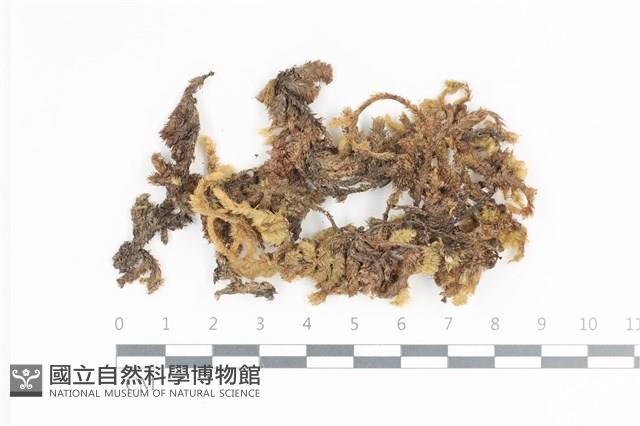 毛扭蘚藏品圖，第1張