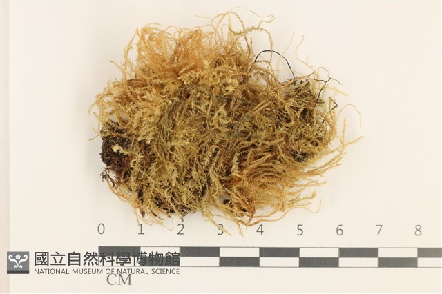 羽枝青蘚藏品圖，第1張