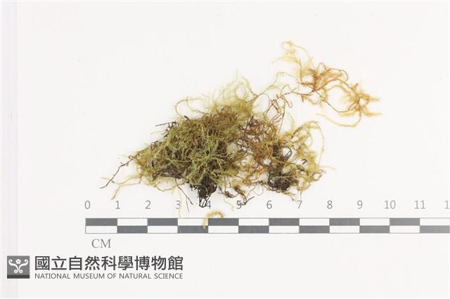 登錄號:B00021663藏品圖，第1張