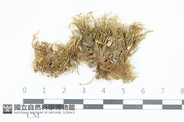 登錄號:B00000663藏品圖，第1張