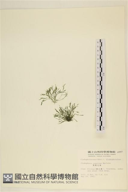 黑剛毛藻藏品圖，第1張