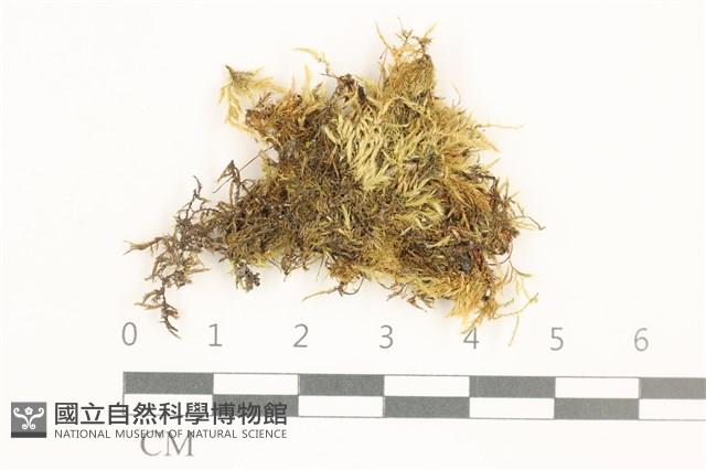 羽枝青蘚藏品圖，第1張