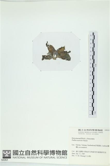 南方團扇藻藏品圖，第3張