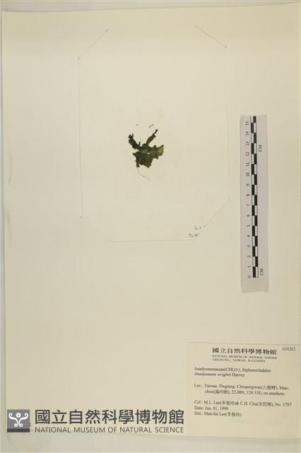 浮網藻, 肋葉藻藏品圖，第3張