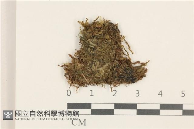 沼生護蒴苔藏品圖，第1張