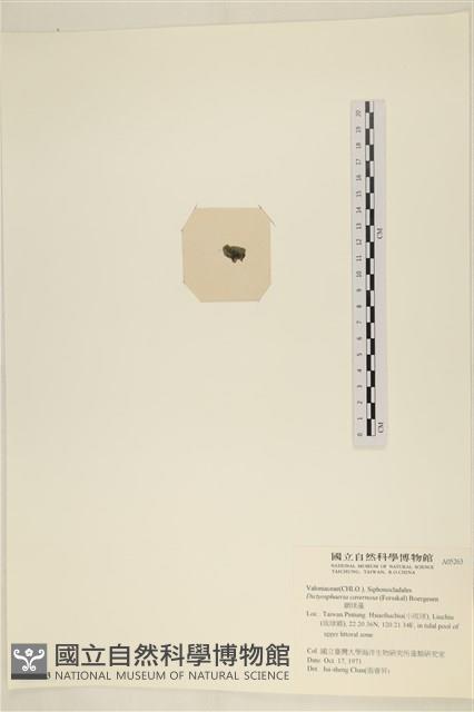 網球藻藏品圖，第3張