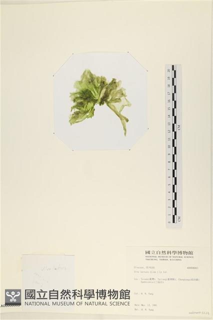 大石蓴, 石蓴藏品圖，第3張