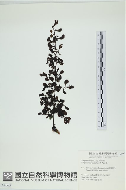 厚葉馬尾藻藏品圖，第1張