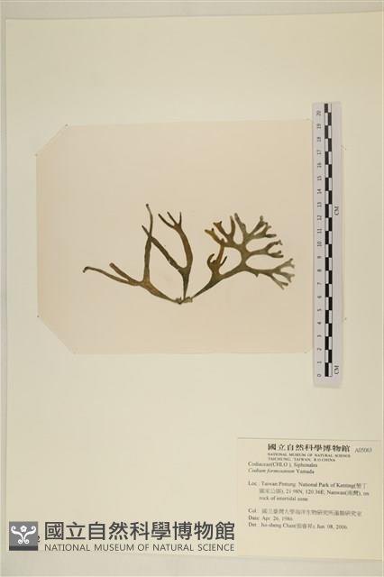 臺灣水松, 臺灣松藻藏品圖，第3張