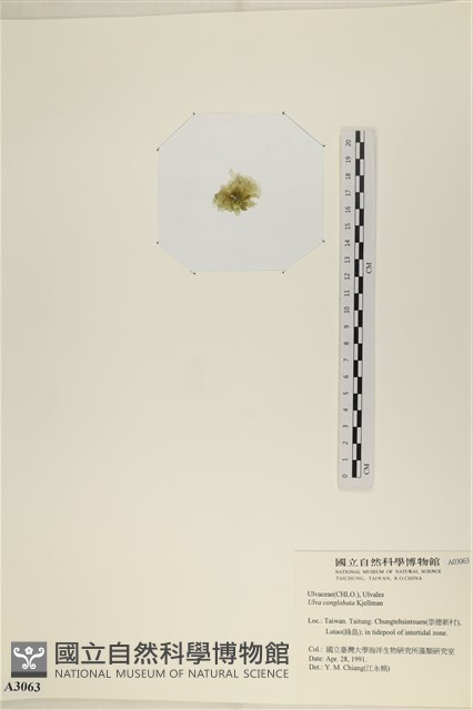 茶花石蓴, 牡丹菜藏品圖，第3張